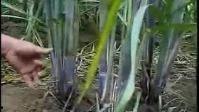 国产苦果种植视频教程,从播种到收获的实用教程