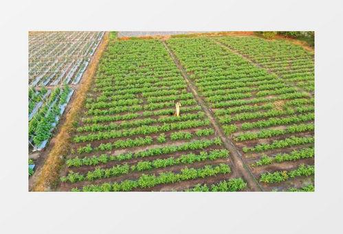 国产苦果种植视频教程,从播种到收获的实用教程