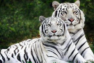 东方四虎国产小视频,国产小视频中的璀璨明珠