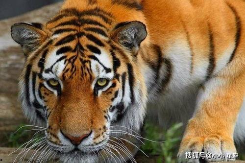 东方四虎国产小视频,国产小视频中的璀璨明珠